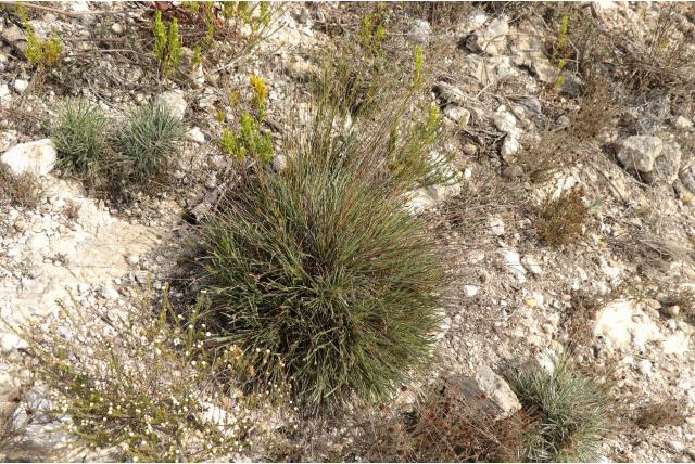 Woestijnzegge Woestijnzegge