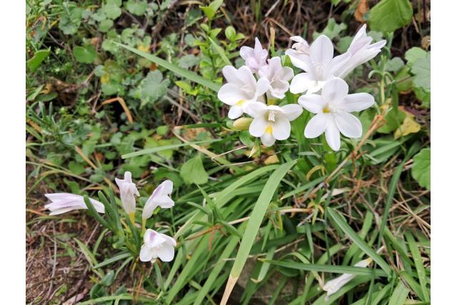 Wilde freesia