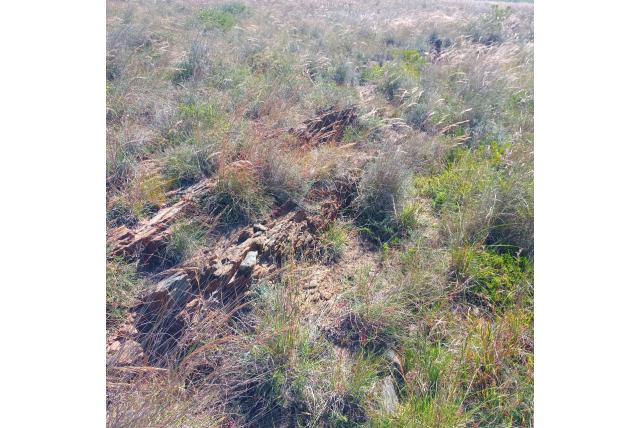 Stompe haworthia Stompe haworthia
