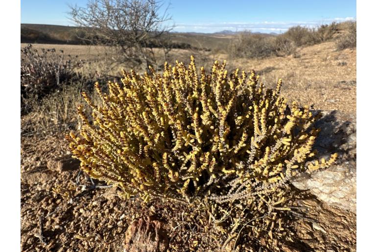 Crassula muscosa 6267