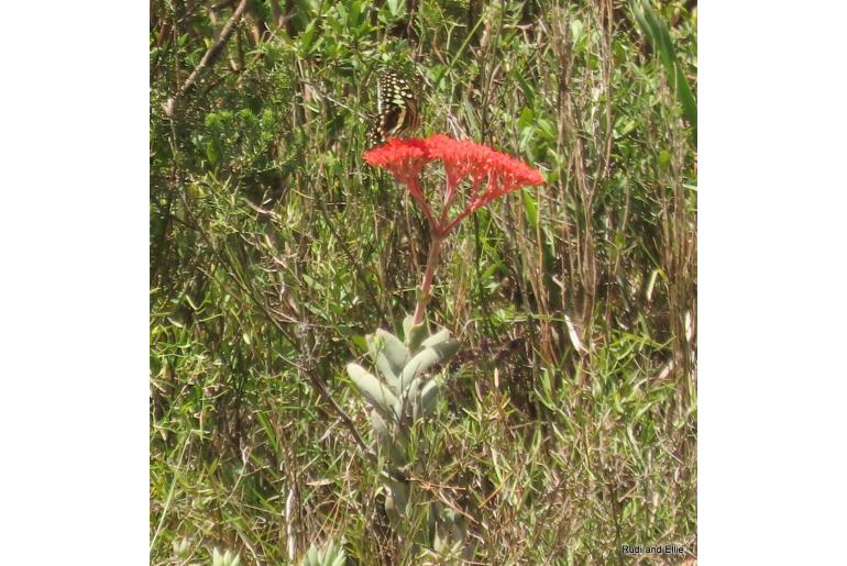 Crassula perfoliata var falcata -6268