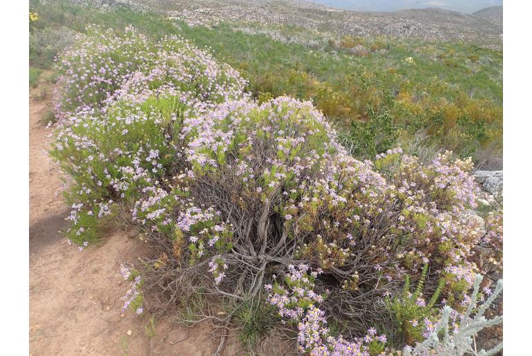 Felicia filifolia ssp schlechteri&nbsp;6272