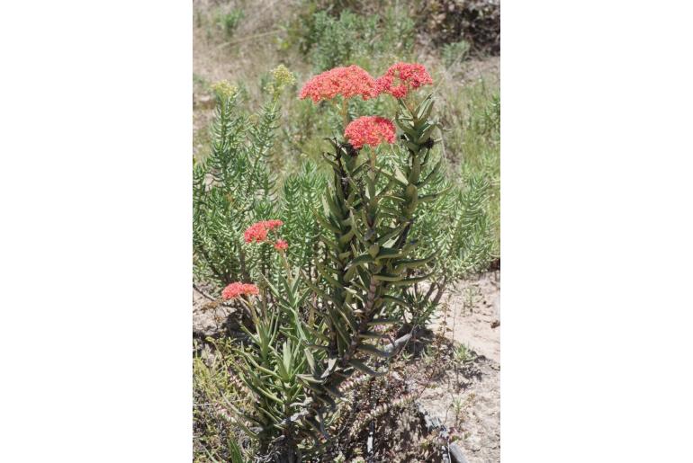 Crassula perfoliata -6275