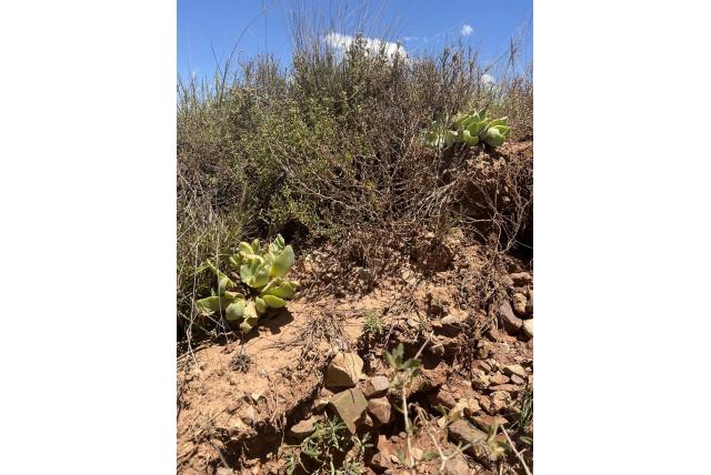 Langwerpige glottiphyllum Langwerpige glottiphyllum