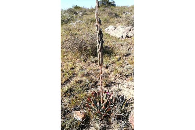 Prairiaal aloë