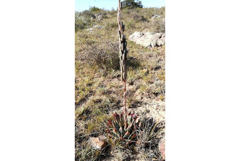 Aloe pratensis -6281