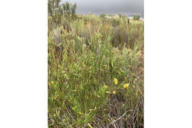 Rooibos
