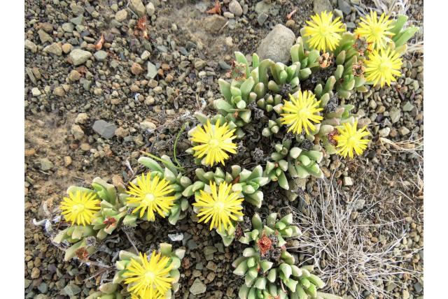 Gele bergchasmatophyllum