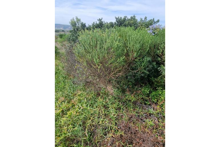Euryops algoensis -6296