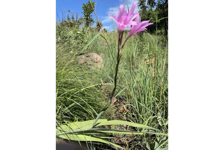 Gladiolus scabridus 6299