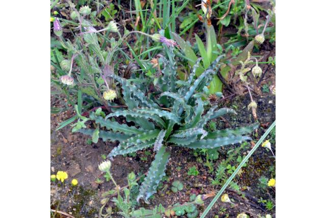 Golvend blad ledebouria Golvend blad ledebouria