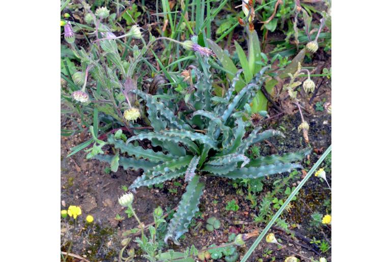Ledebouria undulata 6305