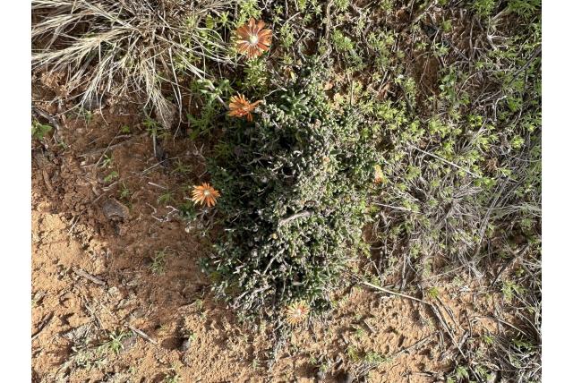 Tuberose mestoklema