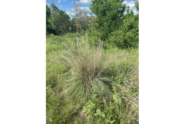 Klein prairiegras