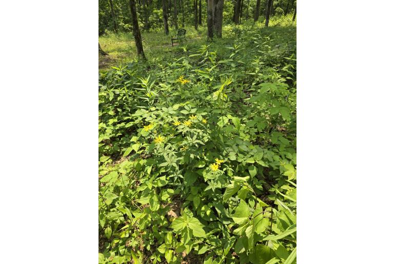 Anacis major&nbsp;6311