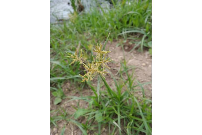 Cyperus esculentus 6314