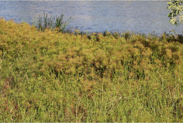 Cyperus prolifer 6315