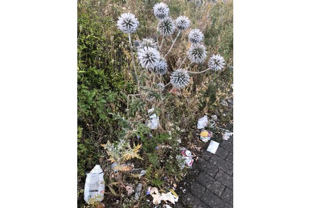 Kogeldistel
