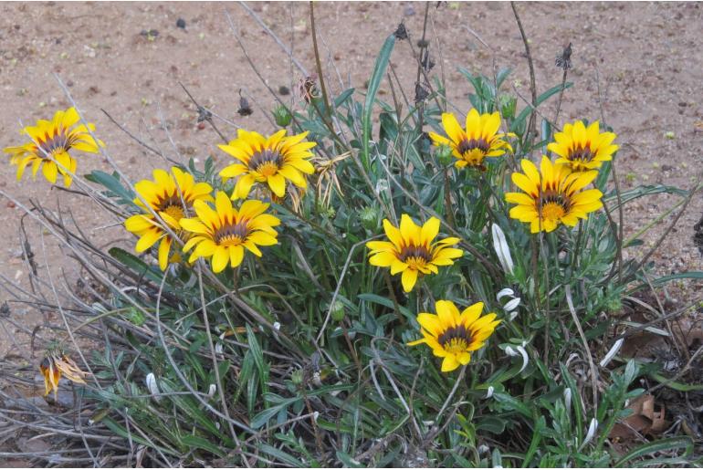 Gazania linearis -6327