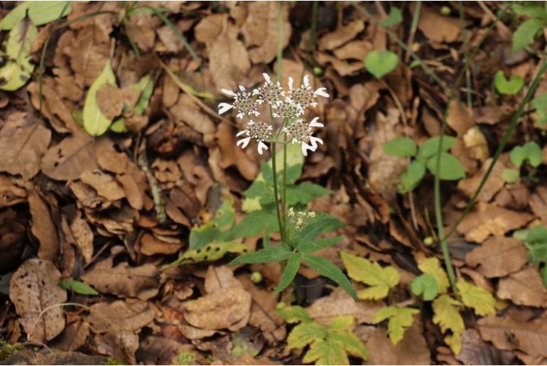 Tetrataenium wallichii -6328