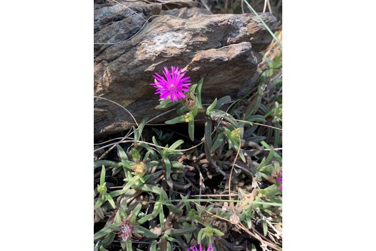 Delosperma lydenburgense -6329
