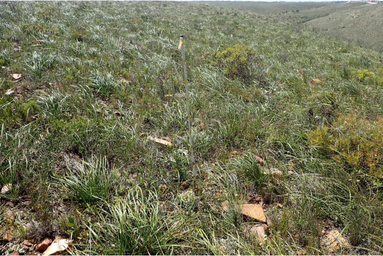 Delosperma lehmannii -6330
