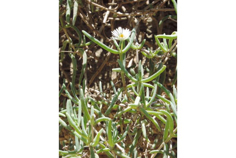 Delosperma nakurense 6331