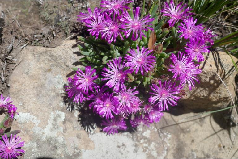 Delosperma pilosulum 6332