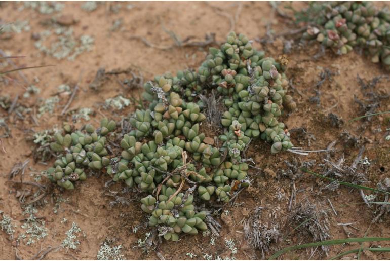 Delosperma taylorii -6336