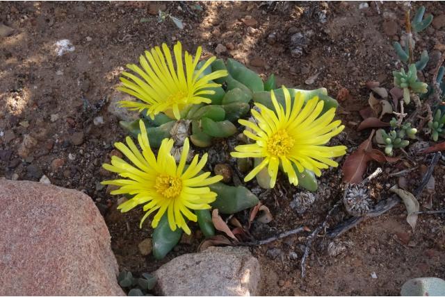 Nel's glottiphyllum Nel's glottiphyllum
