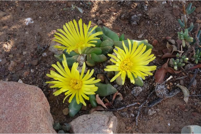 Glottiphyllum nelii 6337