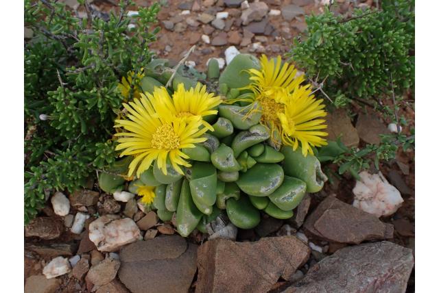 Glottiphyllum met weinig vruchten