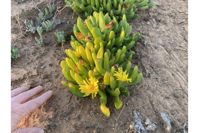 Gekruisde glottiphyllum Gekruisde glottiphyllum