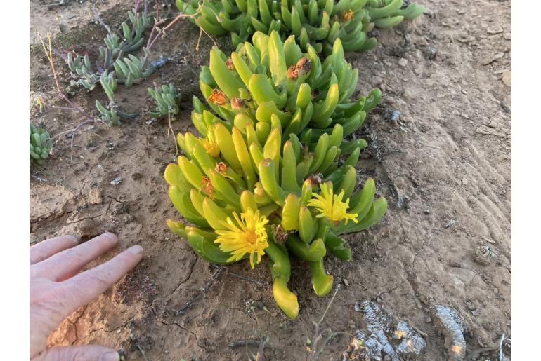 Glottiphyllum cruciatum 6340