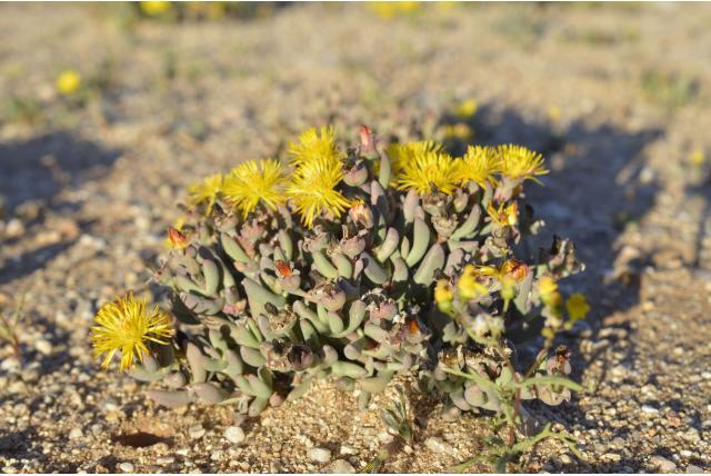 Avond Hereroa Avond Hereroa