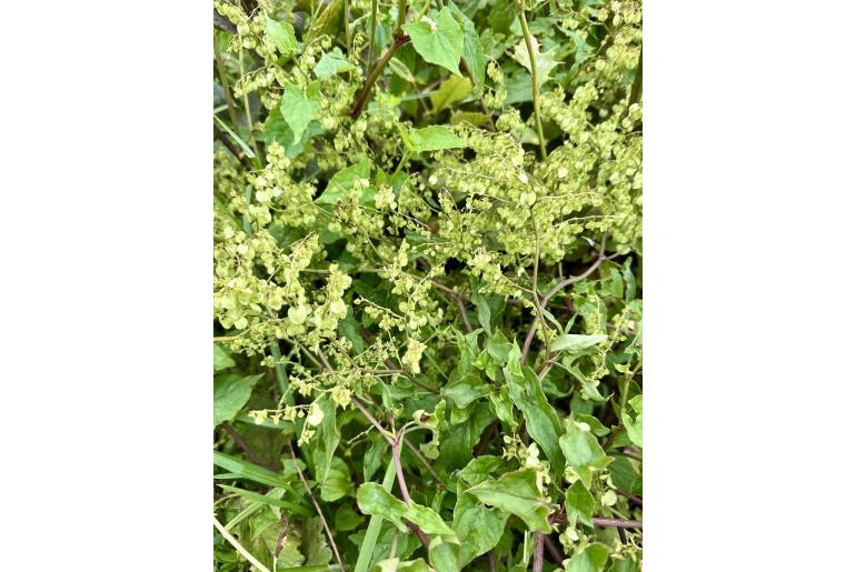 Rumex sagittatus&nbsp;6350