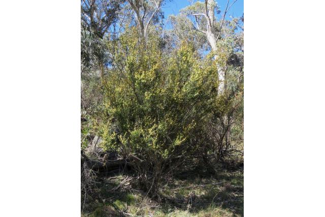 Dolkvormige acacia