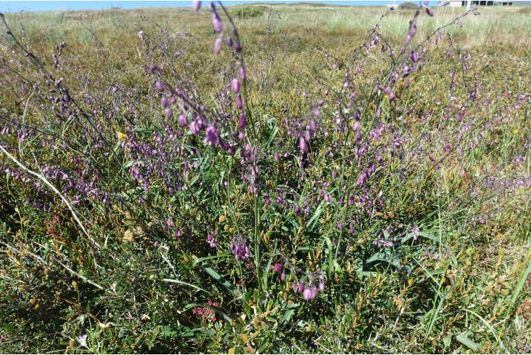 Arthropodium milleflorum 6363