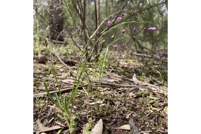 Kleine vanille lelie