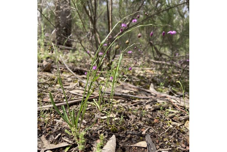 Arthropodium minus&nbsp;6364