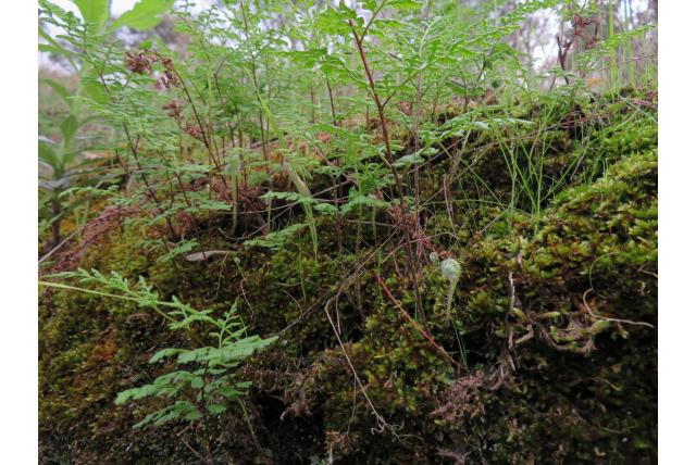 Groene cheilanthe