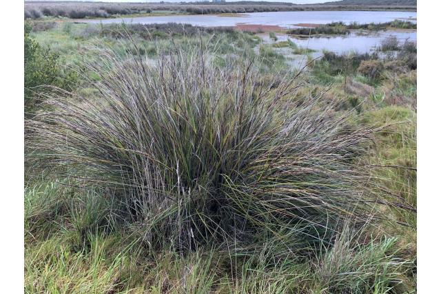 Glitter gahnia Glitter gahnia