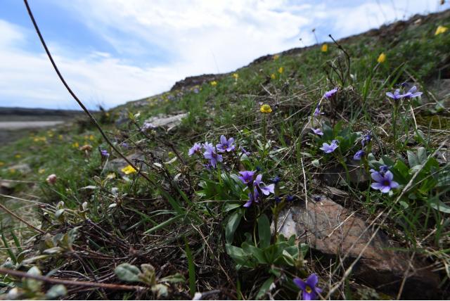 Cusick's sleutelbloem