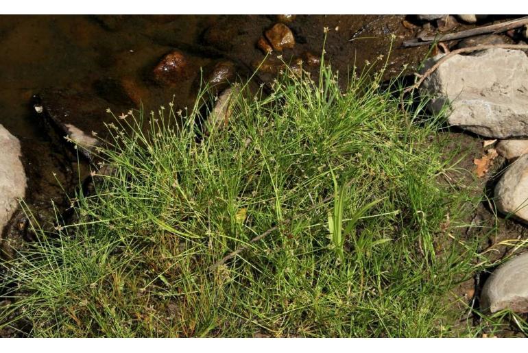 Isolepis inundata 6397