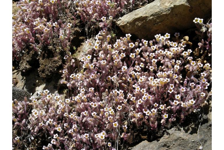 Sedum mucizonia -6400
