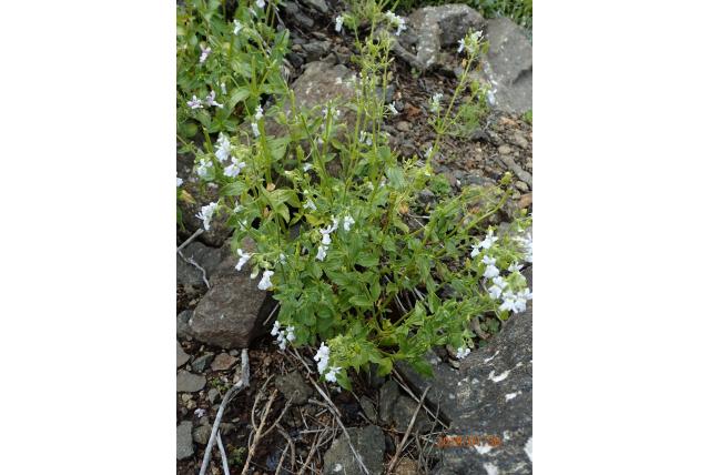 Rots nemesia