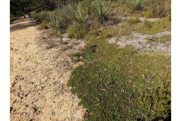 Pultenaea pedunculata 6410