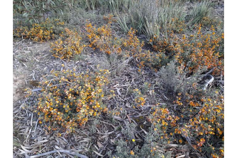 Pultenaea prostrata 6411