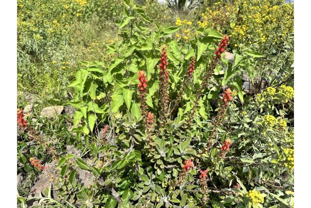 Rode echeveria Rode echeveria
