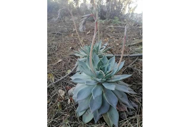 Scherp gepunte echeveria Scherp gepunte echeveria